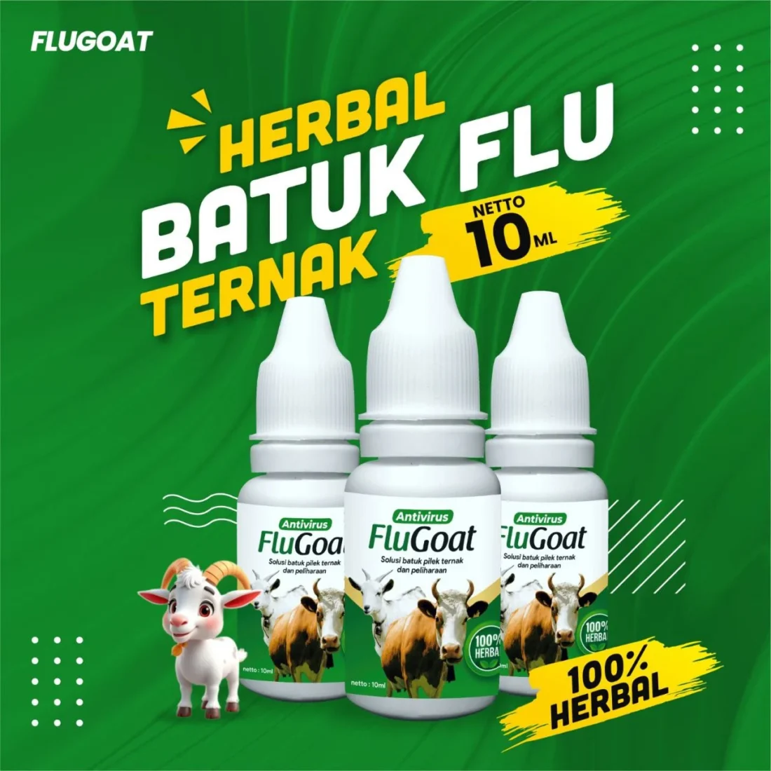 mengatasi kambing kembung