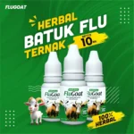 mengatasi kambing kembung