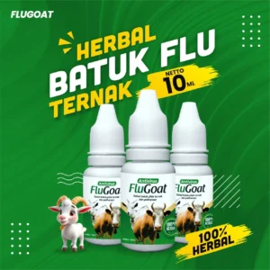 mengatasi kambing kembung