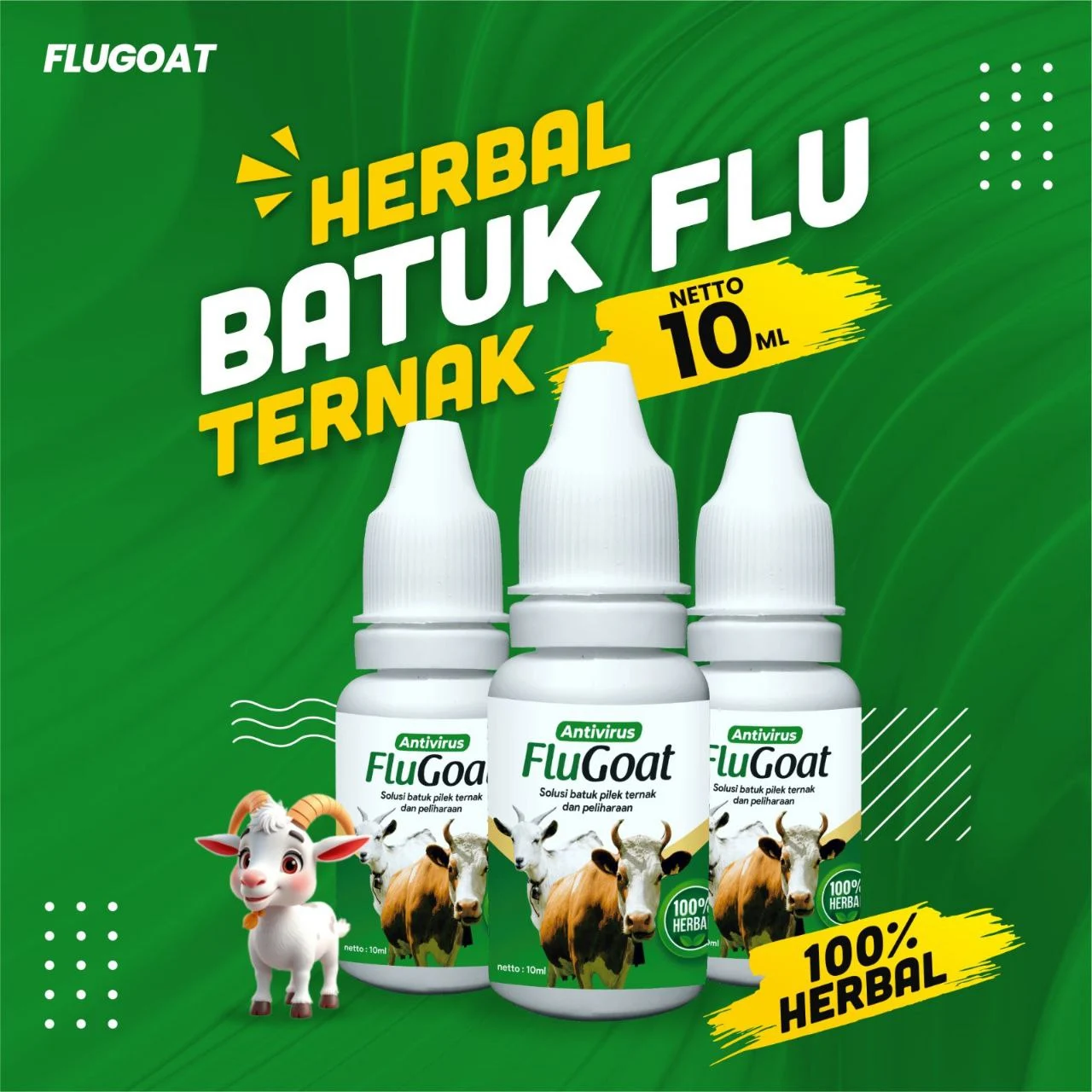 mengatasi kambing kembung