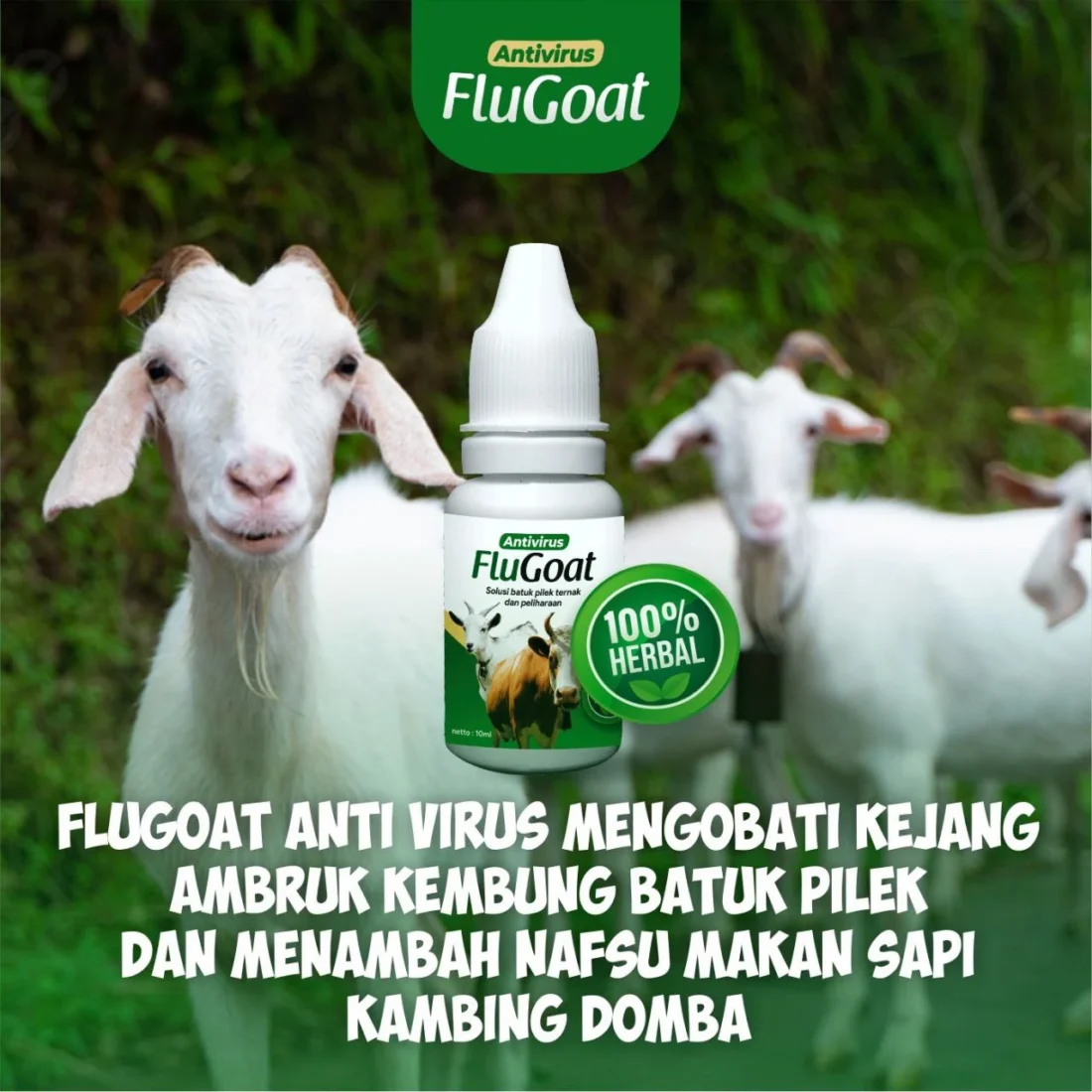 penanganan pertama kambing kembung
