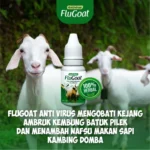 penanganan pertama kambing kembung