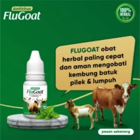 penyebab kambing kembung