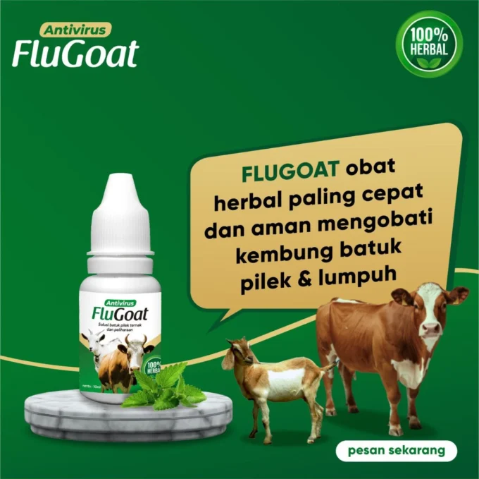 penyebab kambing kembung