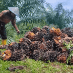 harga sawit jambi hari ini tingkat pabrik dan petani