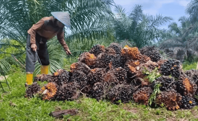 harga sawit jambi hari ini tingkat pabrik dan petani