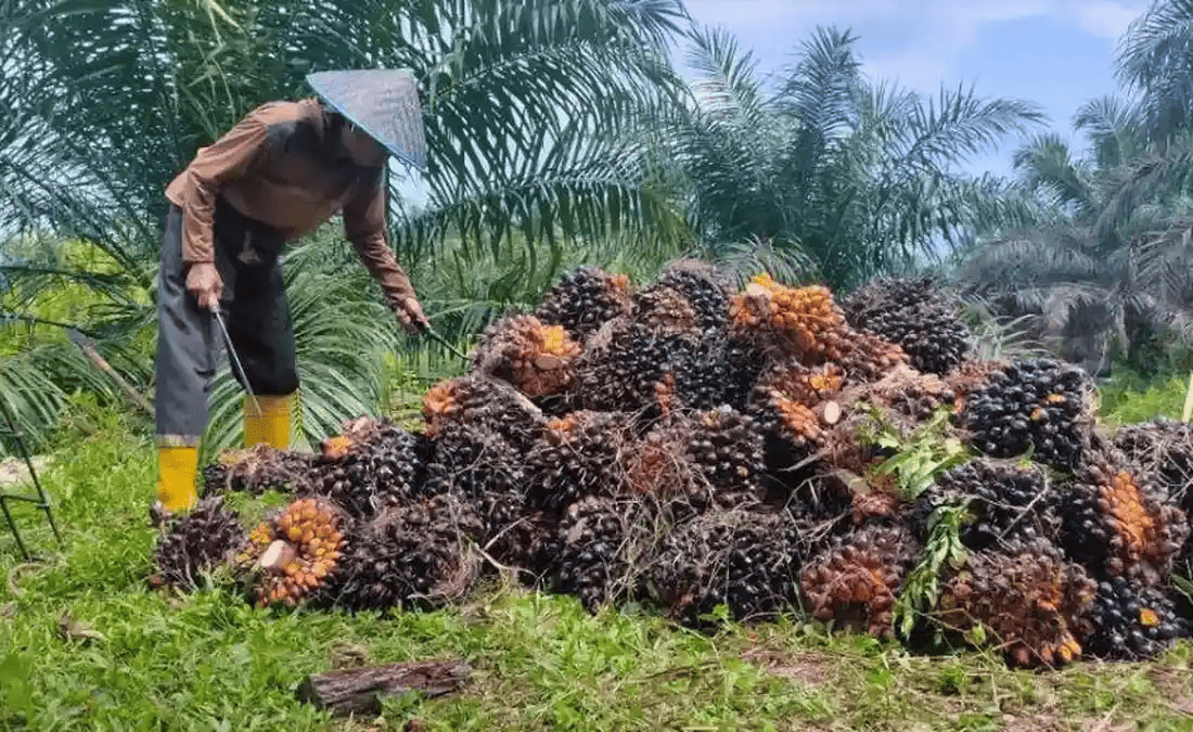 harga sawit jambi hari ini tingkat pabrik dan petani