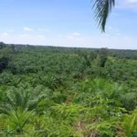 harga tbs sawit dharmasraya