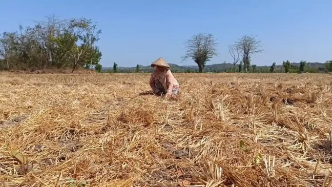 kekeringan ntb 206 ribu jiwa di 134 desa terdampak