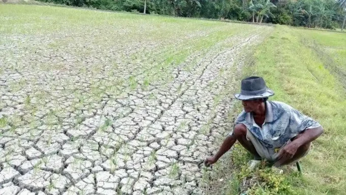 kemarau panjang pertanian aceh jaya