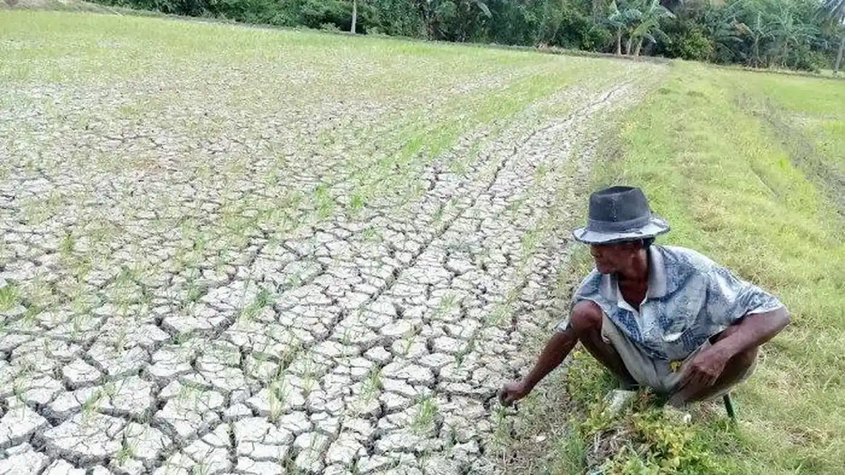 kemarau panjang pertanian aceh jaya