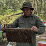 peternak lebah madu siak