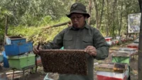 peternak lebah madu siak