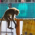 monyet ekor Panjang jadi komoditas mahal di china untuk biomedis