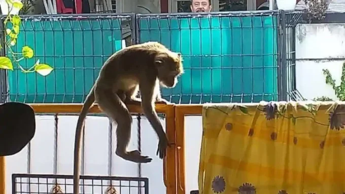 monyet ekor Panjang jadi komoditas mahal di china untuk biomedis