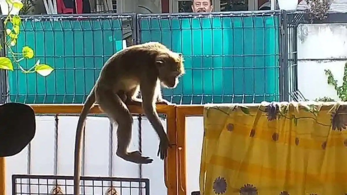 monyet ekor Panjang jadi komoditas mahal di china untuk biomedis