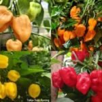 pakar ipb kembangkan cabai habanero local pedas ekstrem