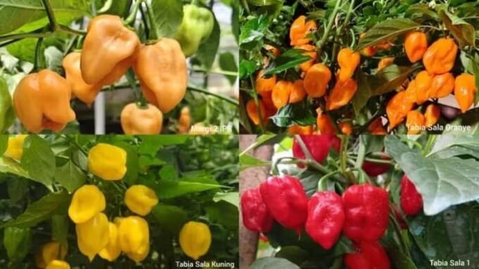 pakar ipb kembangkan cabai habanero local pedas ekstrem
