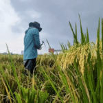 pemkab bandung wajibkan pengembang sediakan sawah pengganti