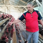 pensiunan-asn-polman-sukses-bisnis-ayam-petelur-omzet-puluhan-juta