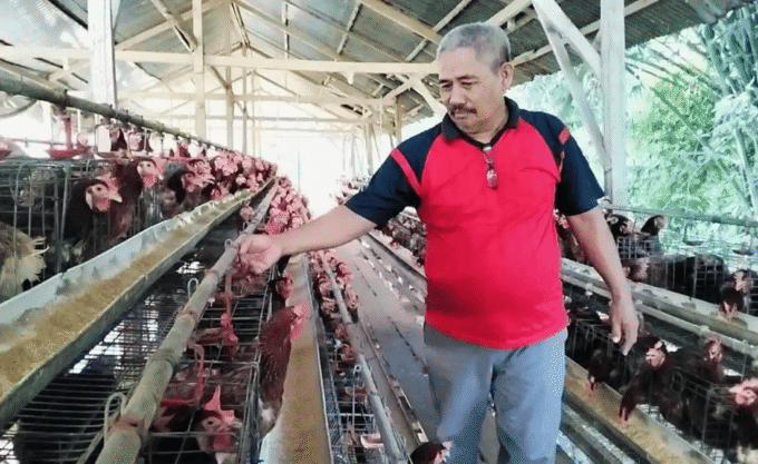pensiunan-asn-polman-sukses-bisnis-ayam-petelur-omzet-puluhan-juta