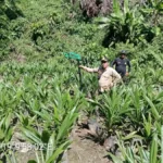 pembukaan lahan sawit sabura polman
