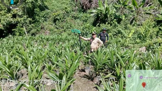 pembukaan lahan sawit sabura polman