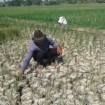sawah subang terancam gagal panen akibat kemarau