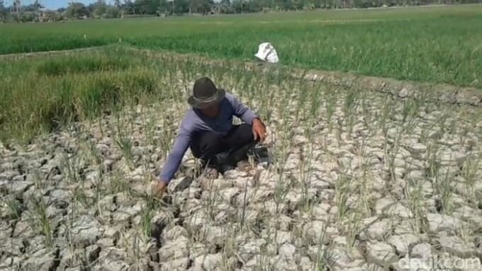 sawah subang terancam gagal panen akibat kemarau