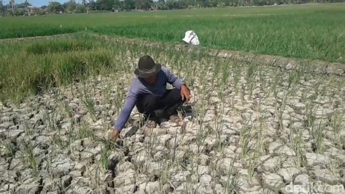 sawah subang terancam gagal panen akibat kemarau