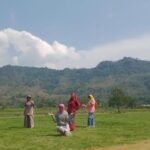 viral sawah bergaya sabana di prambanan petani protes
