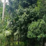 hutan nagari salibutan perdagangan karbon