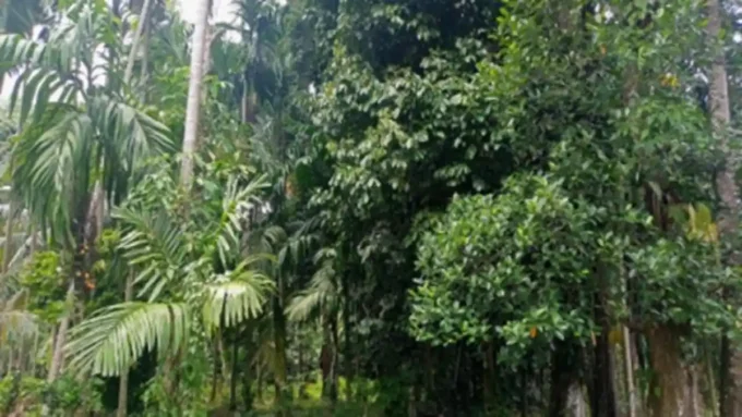 hutan nagari salibutan perdagangan karbon