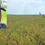 petani rantau panjang ogan ilir