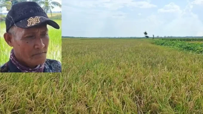 petani rantau panjang ogan ilir
