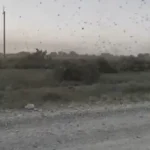 belalang serbu lahan pertanian rusia