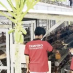 rutan mentok ternak ayam petelur