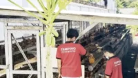 rutan mentok ternak ayam petelur